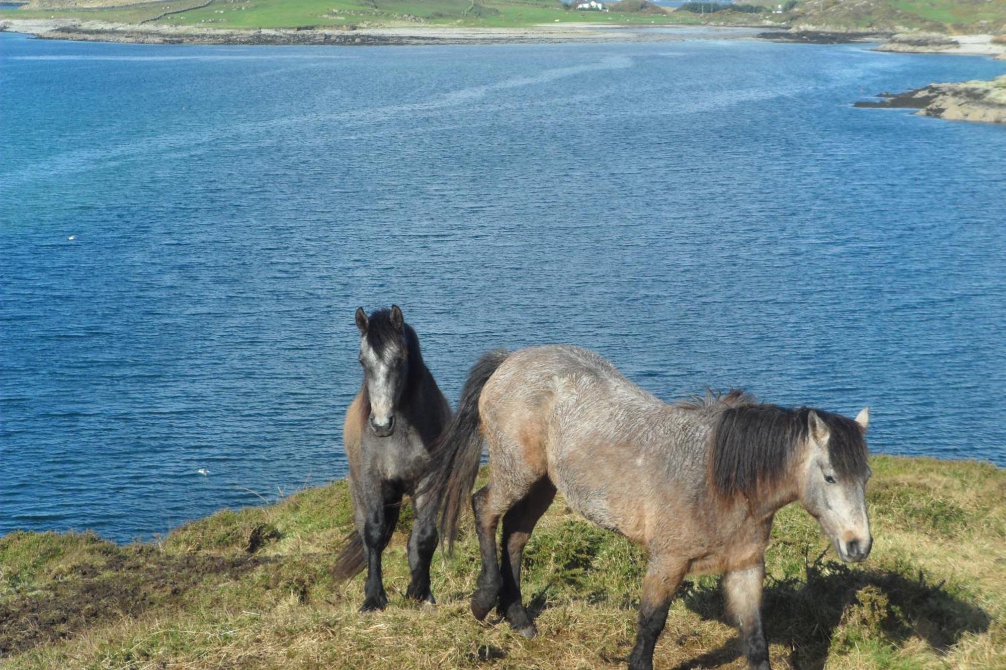 Rockmount House B&B Clifden Extérieur photo